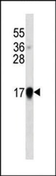 MONOCLONAL ANTI-INTERFERON-ALPHA antibody produced in mouse clone 278CT1, IgG fraction of antiserum, buffered aqueous solution