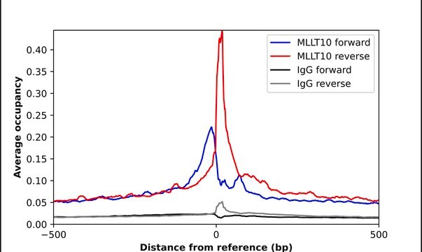 Anti-MLLT10 antibody produced in rabbit Prestige Antibodies&#174; Powered by Atlas Antibodies, affinity isolated antibody, buffered aqueous glycerol solution