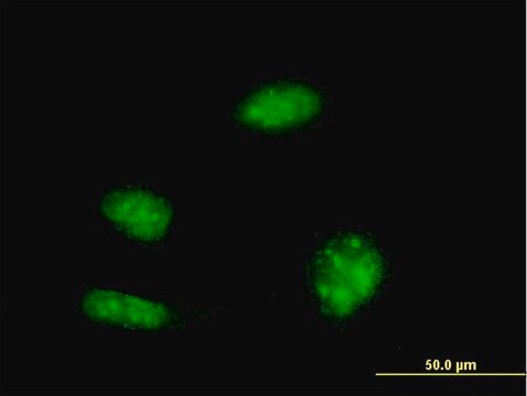 Monoclonal Anti-KHSRP antibody produced in mouse clone 2F3, purified immunoglobulin, buffered aqueous solution