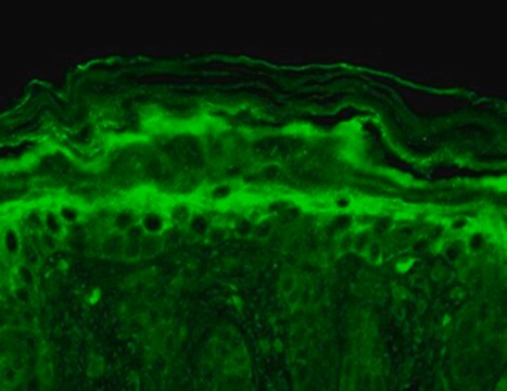 Monoclonal Anti-KCNT1 antibody produced in mouse clone S3-26, 1&#160;mg/mL, purified immunoglobulin