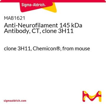 Anti-Neurofilament 145 kDa Antibody, CT, clone 3H11 clone 3H11, Chemicon&#174;, from mouse