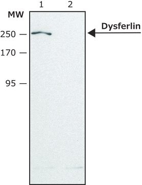 Anti-Dysferlin (N-terminal region) antibody produced in rabbit ~1.5&#160;mg/mL, affinity isolated antibody