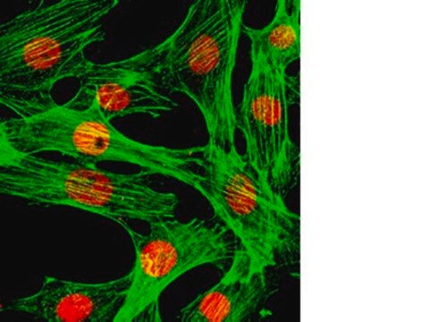 Anti-FOXA1 Antibody, clone 2F83 clone 2F83, from mouse