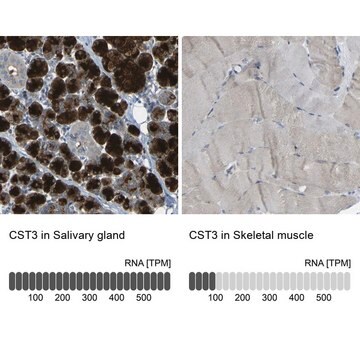 Anti-CST3 antibody produced in rabbit Prestige Antibodies&#174; Powered by Atlas Antibodies, affinity isolated antibody, buffered aqueous glycerol solution