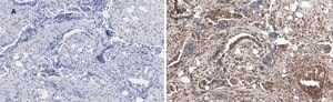Anti-phospho JNK (Thr183, Tyr185) Antibody, clone 3F7, ZooMAb&#174; Rabbit Monoclonal recombinant, expressed in HEK 293 cells