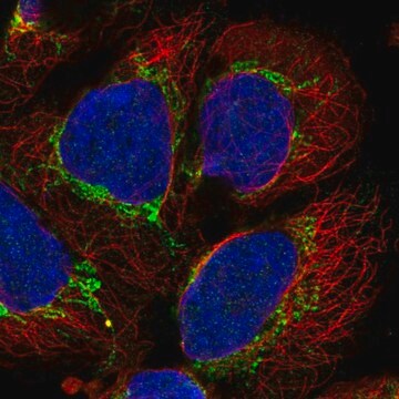 Anti-AARS2 antibody produced in rabbit Prestige Antibodies&#174; Powered by Atlas Antibodies, affinity isolated antibody