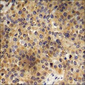 Anti-phospho-ATP1 &#945;1/Na+K+ ATPase1 (pSer23) antibody produced in rabbit affinity isolated antibody