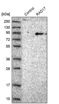 Anti-RAD17 antibody produced in rabbit Prestige Antibodies&#174; Powered by Atlas Antibodies, affinity isolated antibody, buffered aqueous glycerol solution