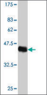 Monoclonal Anti-HN1 antibody produced in mouse clone 2C8, purified immunoglobulin, buffered aqueous solution