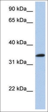 Anti-CREB1 (AB2) antibody produced in rabbit affinity isolated antibody