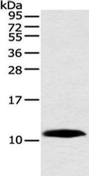 Anti-HMGN3 affinity isolated antibody