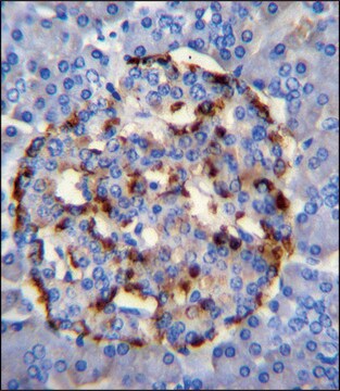 ANTI-PLA2G2D (C-TERM) antibody produced in rabbit IgG fraction of antiserum, buffered aqueous solution