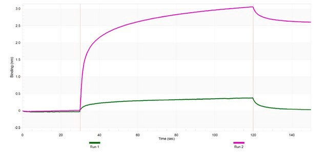 Anti-HOPX Antibody, clone 2L10 ZooMAb&#174; Rabbit Monoclonal recombinant, expressed in HEK 293 cells
