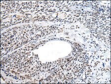 Anti-NANOG affinity isolated antibody