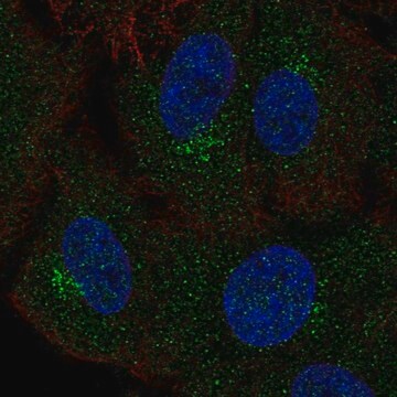Anti-GALNT4 antibody produced in rabbit Prestige Antibodies&#174; Powered by Atlas Antibodies, affinity isolated antibody