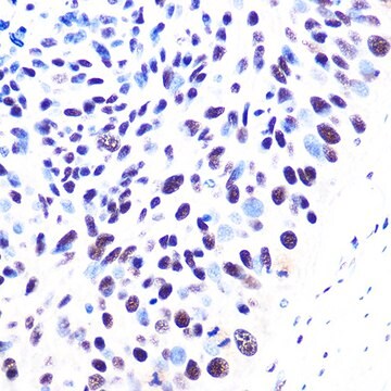 Anti-53BP1 Antibody, clone 8Y3Y4, Rabbit Monoclonal