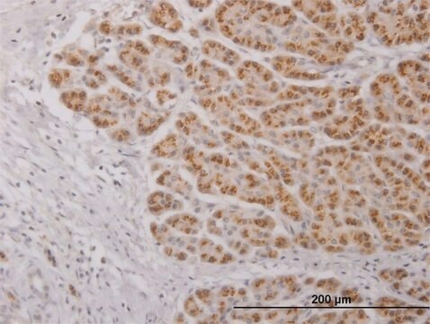 Anti-IL17C antibody produced in mouse IgG fraction of antiserum, buffered aqueous solution