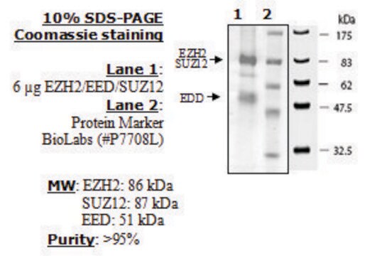 EZH2 / EED / SUZ12 human recombinant, expressed in baculovirus infected insect cells, &#8805;90% (SDS-PAGE)