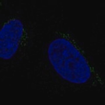 Anti-ALKBH7 antibody produced in rabbit Prestige Antibodies&#174; Powered by Atlas Antibodies, affinity isolated antibody, buffered aqueous glycerol solution