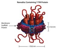 Membrane Scaffold Protein 1E3D1 recombinant, expressed in E. coli, buffered aqueous solution