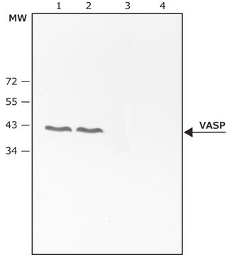 Anti-phospho-VASP [pThr278] antibody produced in rabbit ~0.1&#160;mg/mL, affinity isolated antibody