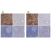 Anti-SLC1A3 antibody produced in rabbit Prestige Antibodies&#174; Powered by Atlas Antibodies, affinity isolated antibody, buffered aqueous glycerol solution
