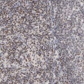 Anti-RUNX1 antibody produced in rabbit Prestige Antibodies&#174; Powered by Atlas Antibodies, affinity isolated antibody, buffered aqueous glycerol solution