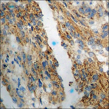 Anti-phospho-eNOS (pSer1176) antibody produced in rabbit affinity isolated antibody