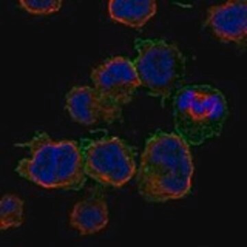 Anti-FCGR2A antibody produced in rabbit Prestige Antibodies&#174; Powered by Atlas Antibodies, affinity isolated antibody, buffered aqueous glycerol solution