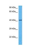 Anti-PAX6 (AB2) antibody produced in rabbit affinity isolated antibody