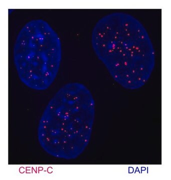 Anti-CENP-C Antibody serum, from rabbit