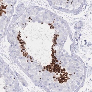 Anti-LRRC37A antibody produced in rabbit Prestige Antibodies&#174; Powered by Atlas Antibodies, affinity isolated antibody, buffered aqueous glycerol solution