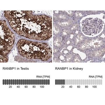 Anti-RANBP1 antibody produced in rabbit Prestige Antibodies&#174; Powered by Atlas Antibodies, affinity isolated antibody