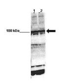 Anti-SREBF1 (AB1) antibody produced in rabbit affinity isolated antibody