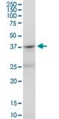 Anti-PTAFR antibody produced in mouse purified immunoglobulin