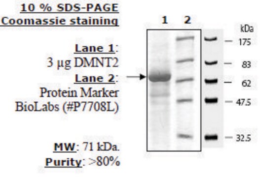 DNMT2 Active human recombinant, expressed in baculovirus infected insect cells, &#8805;80% (SDS-PAGE)