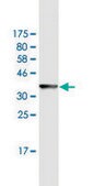 Monoclonal Anti-MB antibody produced in mouse clone 4F8, purified immunoglobulin, buffered aqueous solution