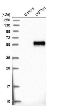 Anti-OSTM1 antibody produced in rabbit Prestige Antibodies&#174; Powered by Atlas Antibodies, affinity isolated antibody, buffered aqueous glycerol solution