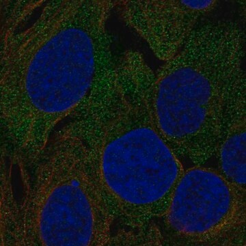 Anti-LRRC4C antibody produced in rabbit Prestige Antibodies&#174; Powered by Atlas Antibodies, affinity isolated antibody