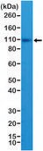 Anti-CD10 antibody, Rabbit monoclonal recombinant, expressed in HEK 293 cells, clone RM337, purified immunoglobulin