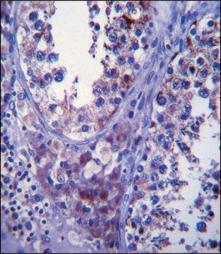 ANTI-SDF2L1 (C-TERM) antibody produced in rabbit IgG fraction of antiserum, buffered aqueous solution