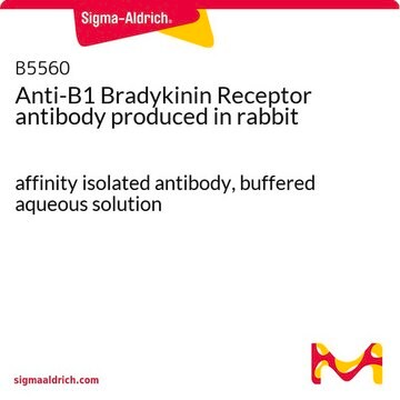 Anti-B1 Bradykinin Receptor antibody produced in rabbit affinity isolated antibody, buffered aqueous solution