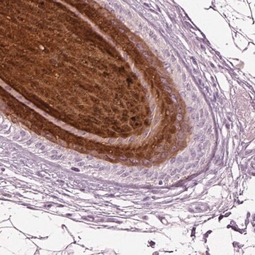 Anti-PRR9 antibody produced in rabbit Prestige Antibodies&#174; Powered by Atlas Antibodies, affinity isolated antibody, buffered aqueous glycerol solution