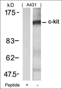 Anti-KIT (Ab-721) antibody produced in rabbit affinity isolated antibody