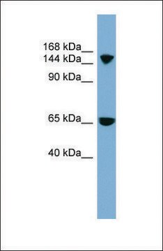 Anti-SLC4A5 antibody produced in rabbit affinity isolated antibody