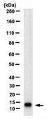 Anti-PDGF-BB Antibody, clone 6A9.9.11