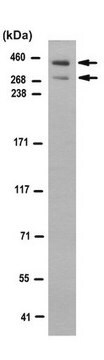 Anti-ATBF1 Antibody, clone 5A1.1 clone 5A1.1, from mouse