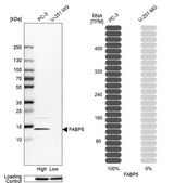 Anti-FABP5 antibody produced in rabbit Prestige Antibodies&#174; Powered by Atlas Antibodies, affinity isolated antibody, buffered aqueous glycerol solution