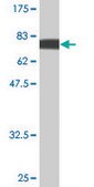 Monoclonal Anti-PIK3R1 antibody produced in mouse clone 1C10, purified immunoglobulin, buffered aqueous solution