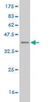 ANTI-DLX1 antibody produced in mouse clone 1D11, purified immunoglobulin, buffered aqueous solution